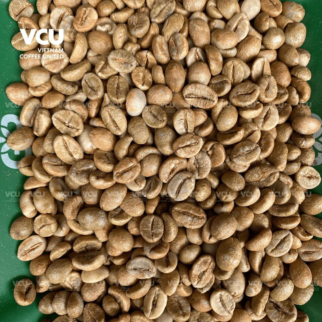 Robusta Natural VCU