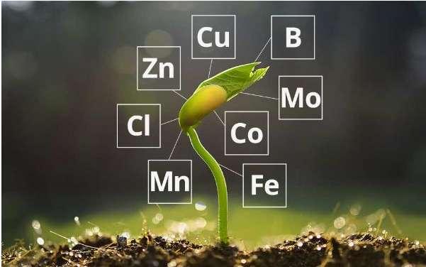 Các nguyên tố dinh dưỡng khoáng thiết yếu - Minh họa cho vai trò của các nguyên tố khoáng