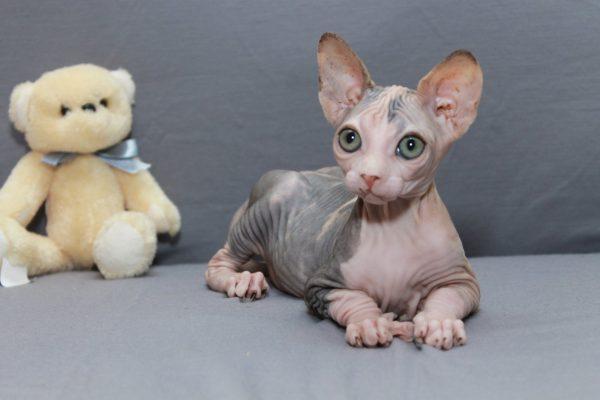 Mèo không lông Sphynx - Đặc điểm, cách nuôi và giá bán tại Việt Nam - 2